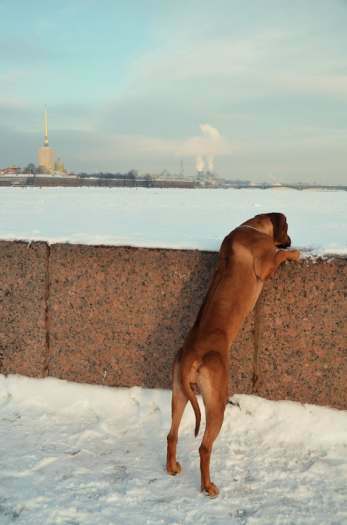 Rhodesian ridgeback puppies