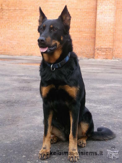 Beauceron - Berger de Beauce - French Shepherd.