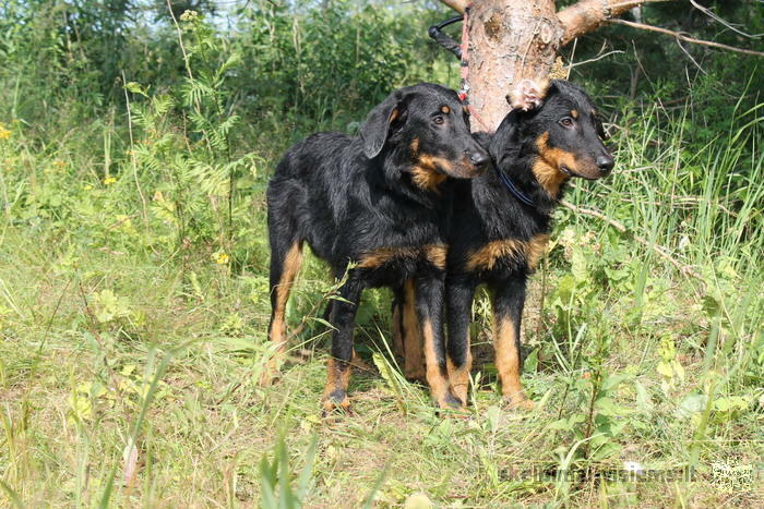 Beauceron - Berger de Beauce - French Shepherd.