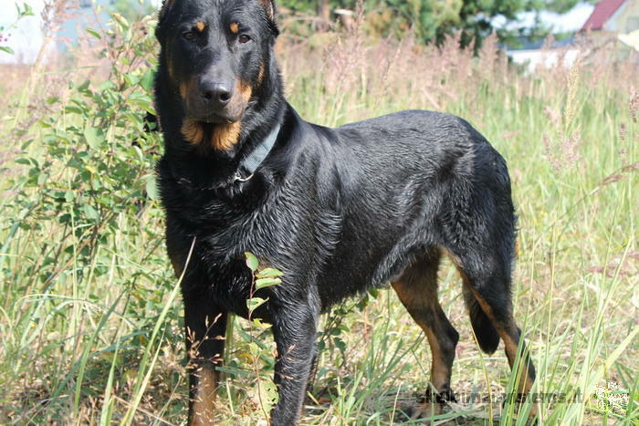 Beauceron - Berger de Beauce - French Shepherd.