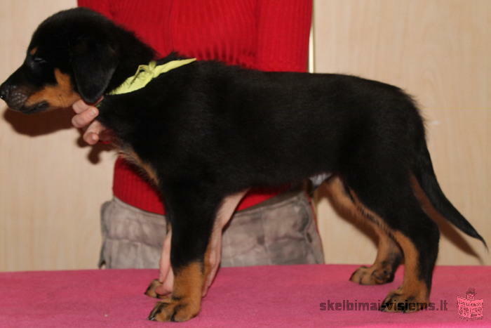 Beauceron - Berger de Beauce - French Shepherd.