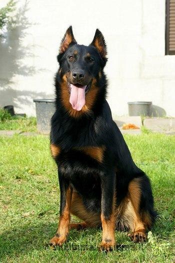 Beauceron - Berger de Beauce - French Shepherd.