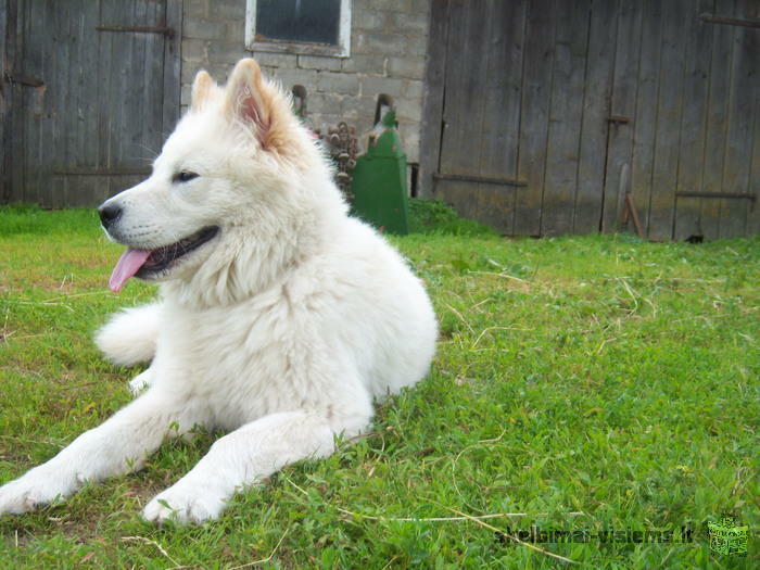 Samojedų veislės kalytė