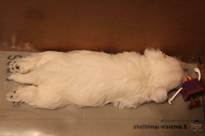 West Highland White Terrier