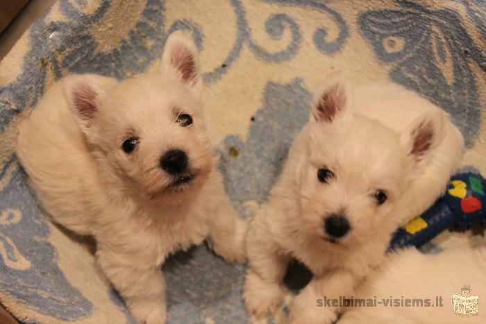 West Highland White Terrier