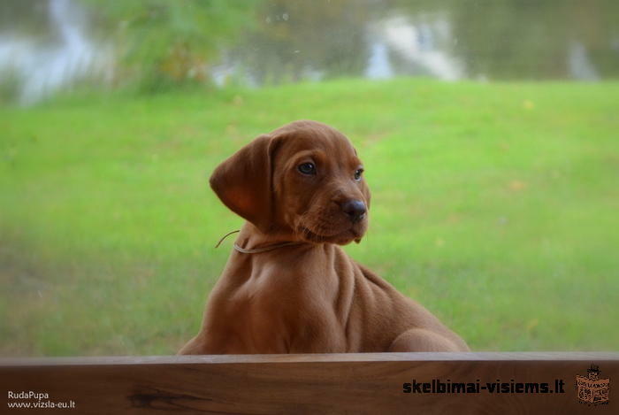 Hungarian short-haired vizsla puppies for sale