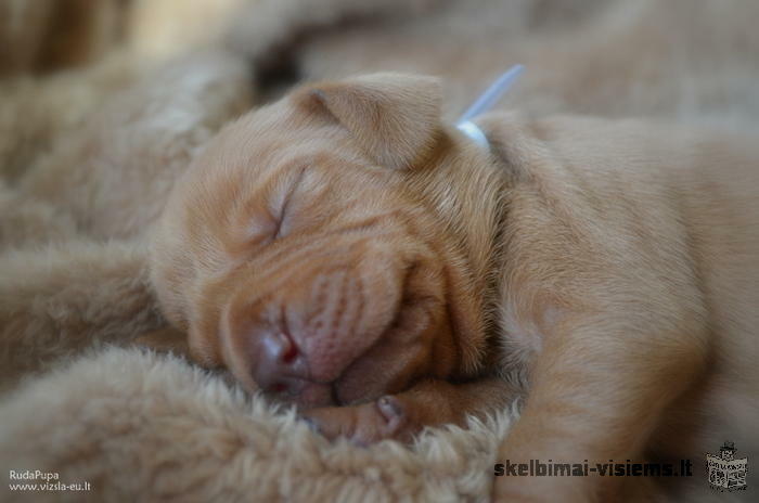 Hungarian short-haired vizsla puppies for sale