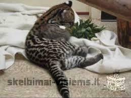 serval,caracal ,savannah, asian leopard and ocelot Kittens for sale.