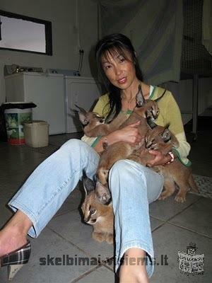 serval,caracal ,savannah, asian leopard and ocelot Kittens for sale.