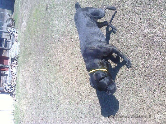 parduodu cane corsos suniukus.