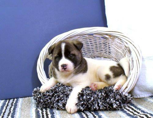 Adorable Akita Puppy for sale
