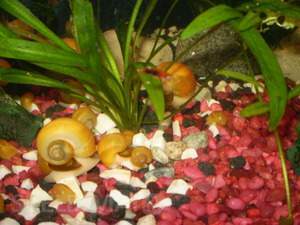 Aquarium snails - Ampuliarijos.