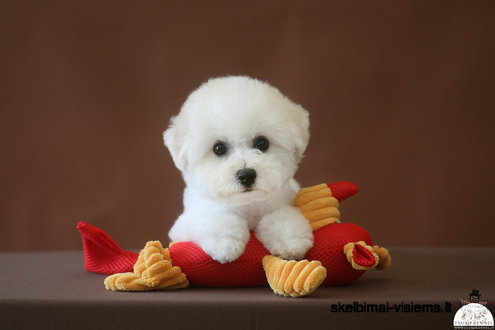Bichon Frises are eager to meet their new friends!