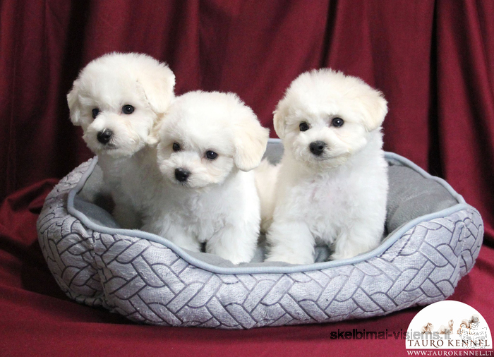 Bichon Frises are eager to meet their new friends!