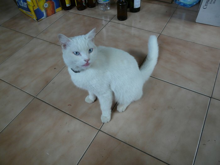 Cause moving gives white cat cons good care in Vilnius