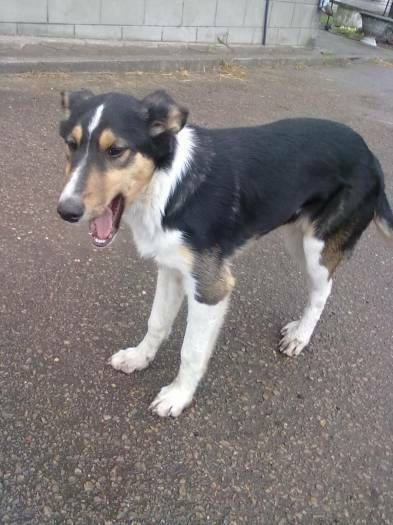 Collie Puppy For Sale