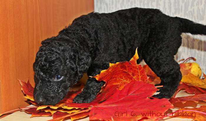 Curly coated retriever puppies
