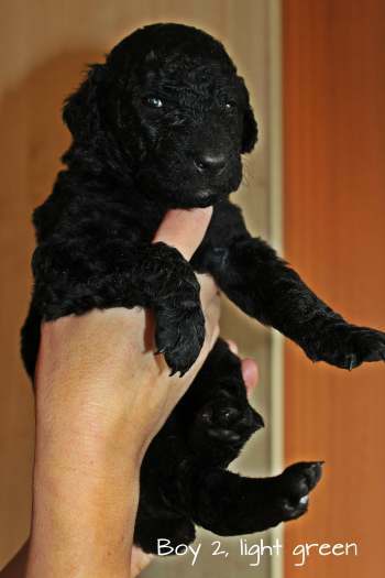 Curly coated retriever puppies