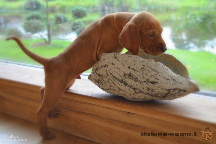Hungarian short-haired vizsla puppies for sale
