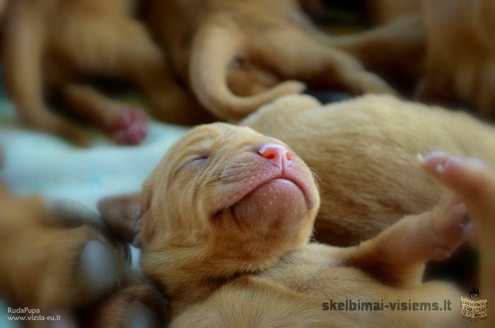 Hungarian short-haired vizsla puppies for sale