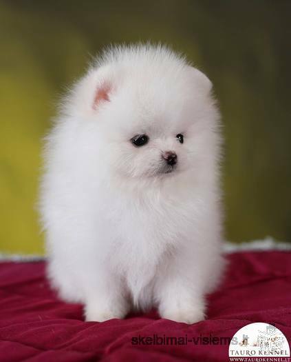 Maltese puppies are looking for their new home!