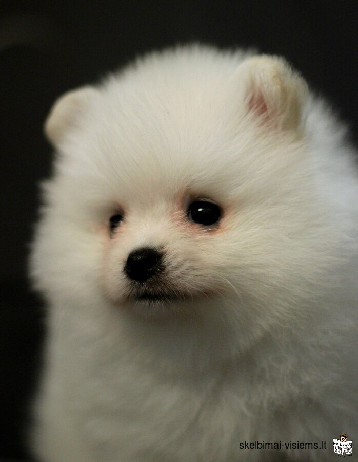 Pomeranian Spitz for sale