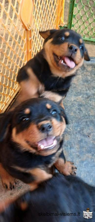 Re-homing 6 week old rottweiler puppies for a small fee