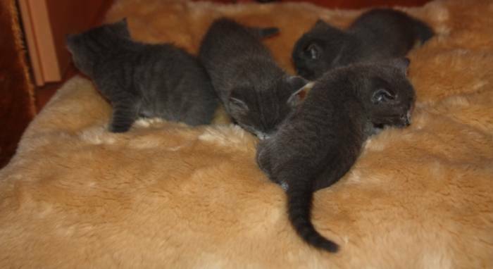 Rusu blue kittens for sale