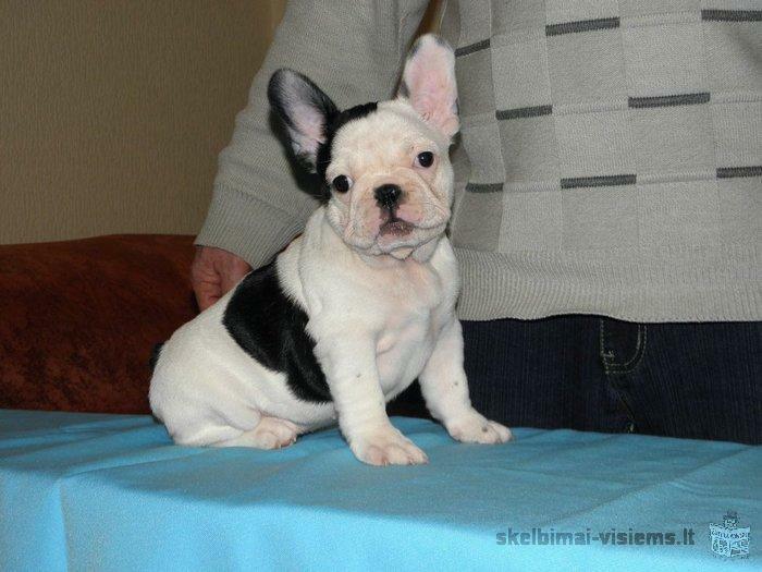 fr. bulldog puppies for sale from FCI kennel "MA BELLE AMIE"