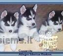 husky puppies for your homes