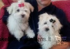 pure breed and pure white maltese puppies coming for adoption