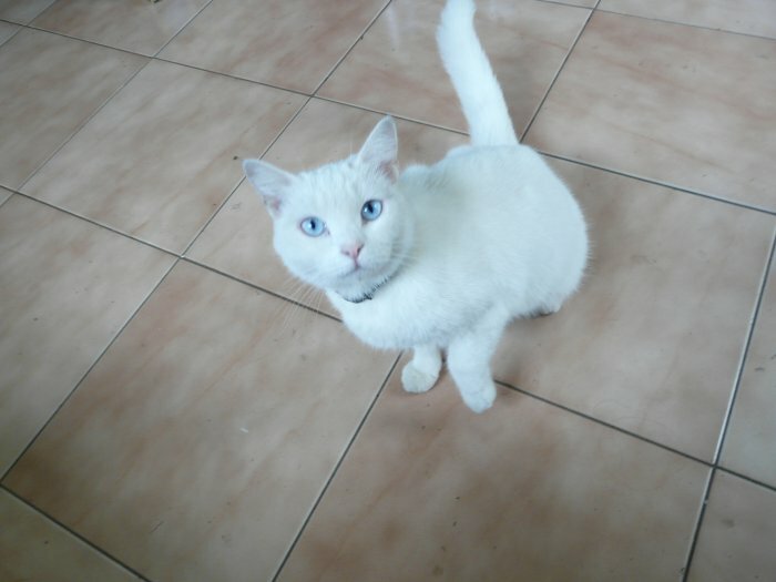 Cause demenagement donne chat blanc contre bon soin a Vilnius