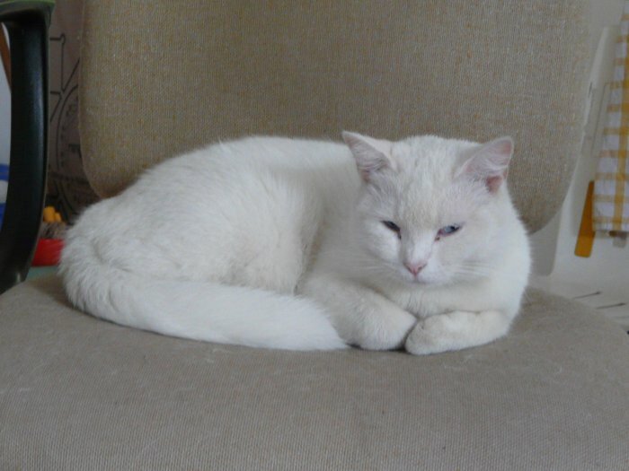 Cause demenagement donne chat blanc contre bon soin a Vilnius