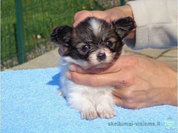 Chiots Papillons pure race (Epagneul nain Continentale Papillons)