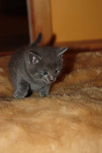 Rusu chatons bleu pour la vente