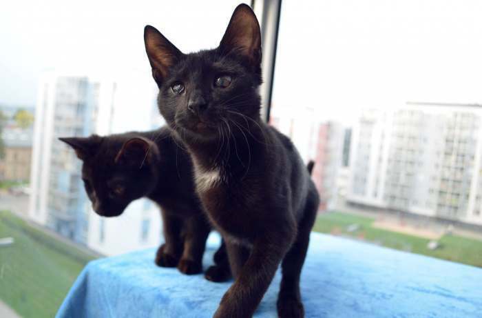 : Dovanojama nuostabi, skiepyta, sterilizuota, 5 mėn. katytė Muna!