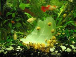 Akvariumo sraiges - Ampuliarijos.