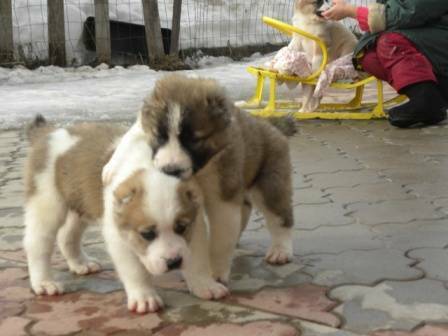 Centrinės Azijos aviganis šuniukai