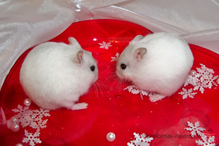 Džiungarijos žiurkėnai baltų, pilkų spalvų