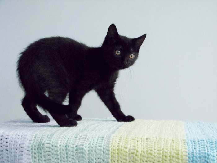 Dovanojama 3 mėnesių juoda kaip anglis, greita kaip pantera katytė!
