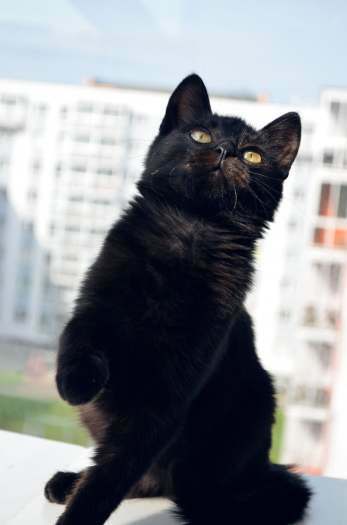 Dovanojama 4mėn. sveika, juoda, puiki katytė Čela!
