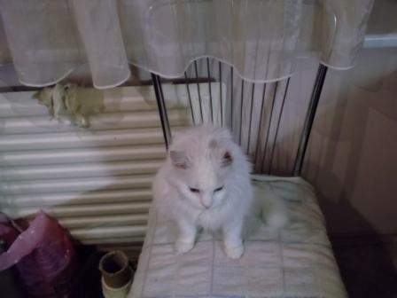Dovanojama draugiška balta katytė