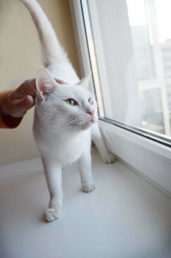 Dovanojama jauna,sterilizuota,rami balta katytė