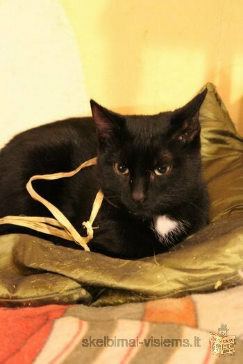 Dovanojama katytė – juodoji gražuolė