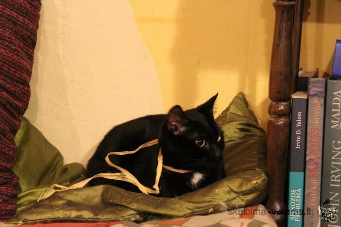Dovanojama katytė – juodoji gražuolė