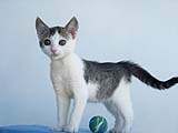 Dovanojama „sfinksiško” grožio maža katytė Sfina!