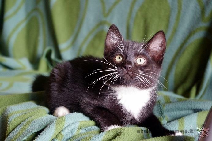 Dovanojamas 2,5 mėn. juodai baltas kačiukas