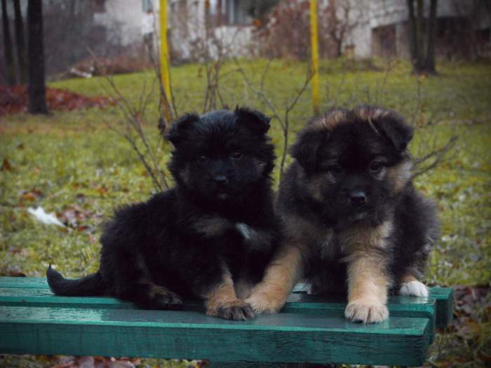 Dovanojami šuniukai- nuostabūs du vokiečių aviganio mišrūnai!