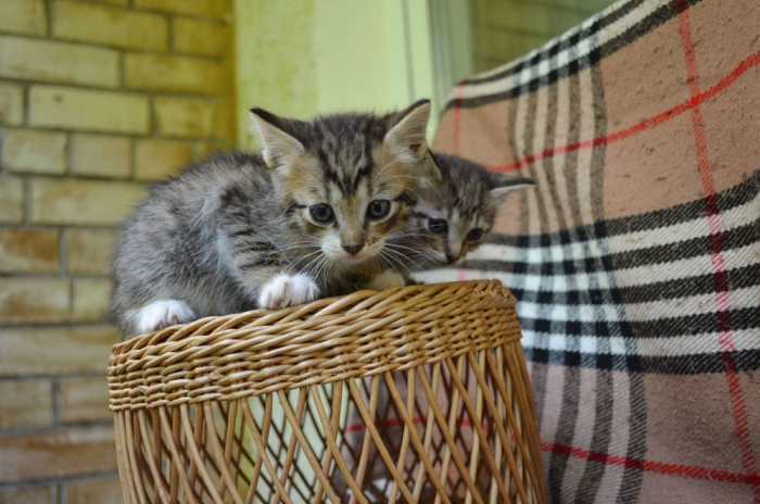 Dovanojami nuostabūs kačiukai, gimę balkone!