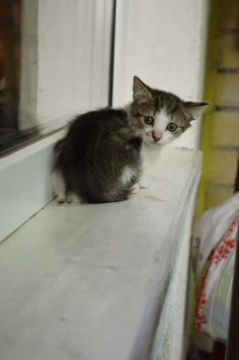 Dovanojami nuostabūs kačiukai, gimę balkone!